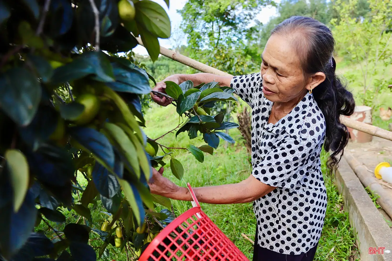 Loại quả “đặc sản” đạt OCOP của Hà Tĩnh vào mùa thu hoạch