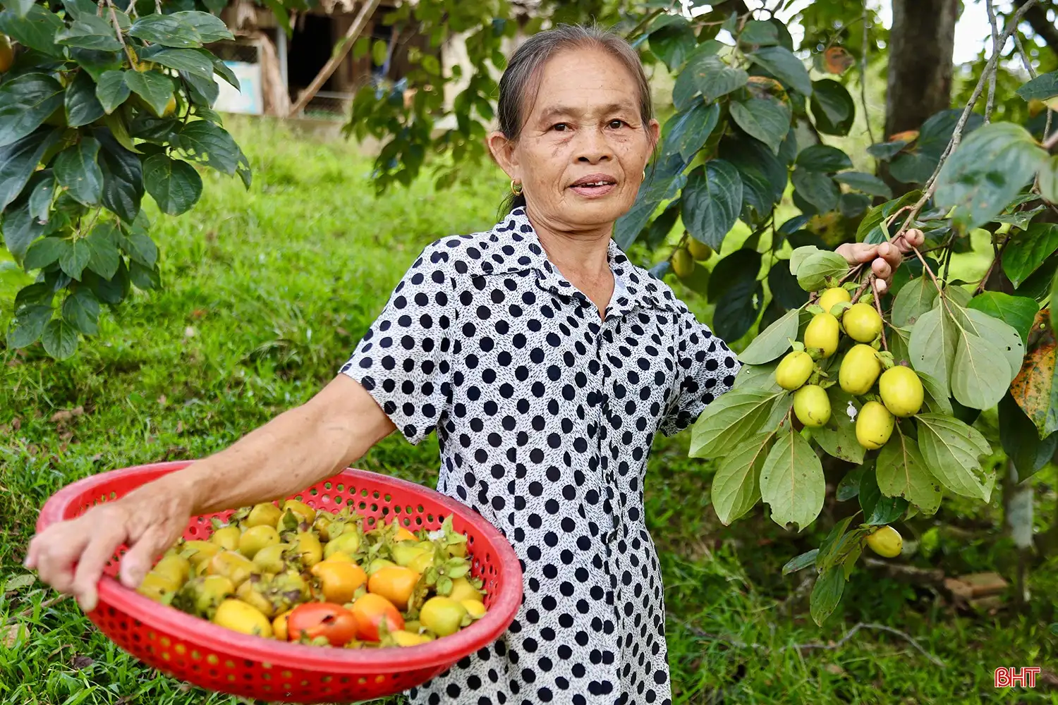 Loại quả “đặc sản” đạt OCOP của Hà Tĩnh vào mùa thu hoạch