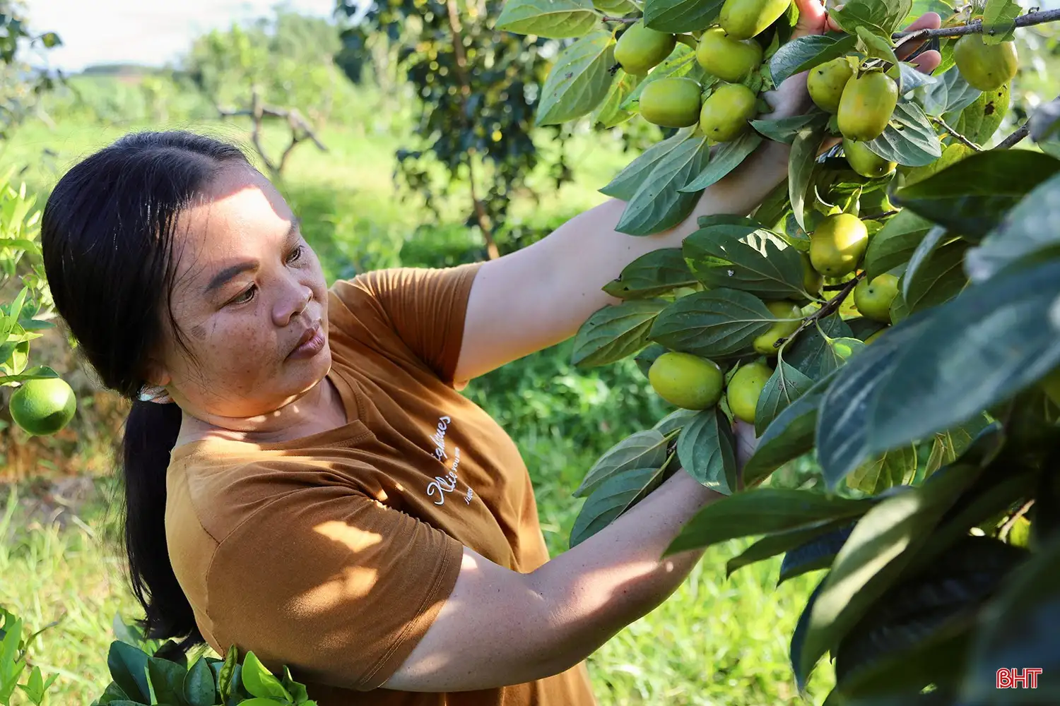 Loại quả “đặc sản” đạt OCOP của Hà Tĩnh vào mùa thu hoạch