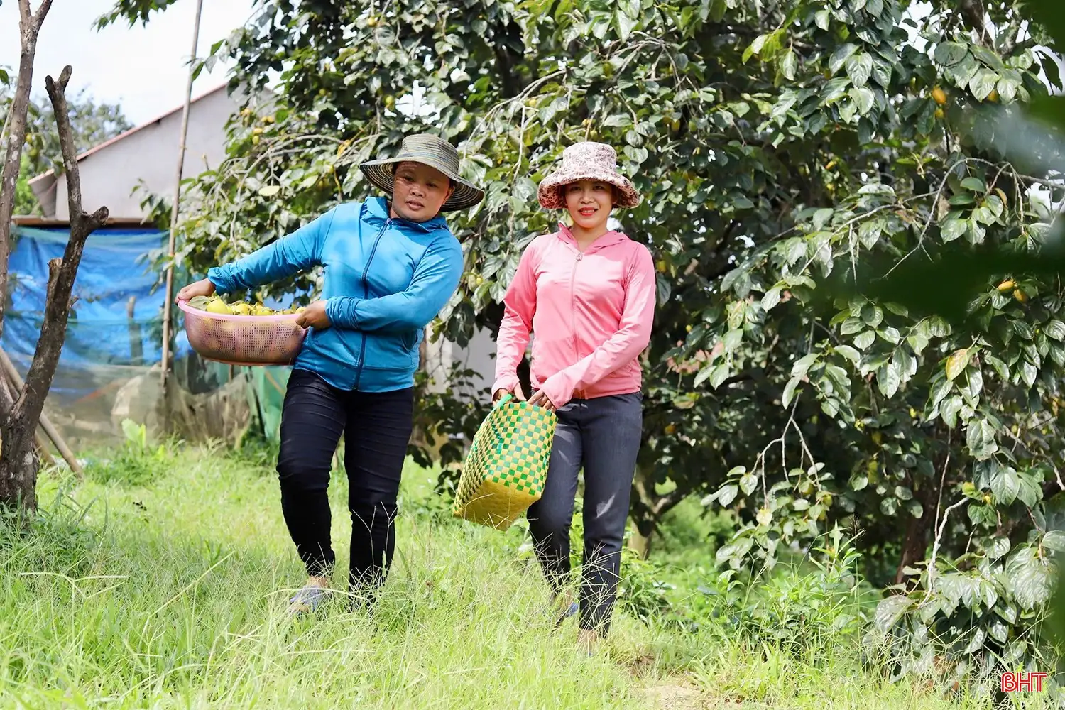 Loại quả “đặc sản” đạt OCOP của Hà Tĩnh vào mùa thu hoạch