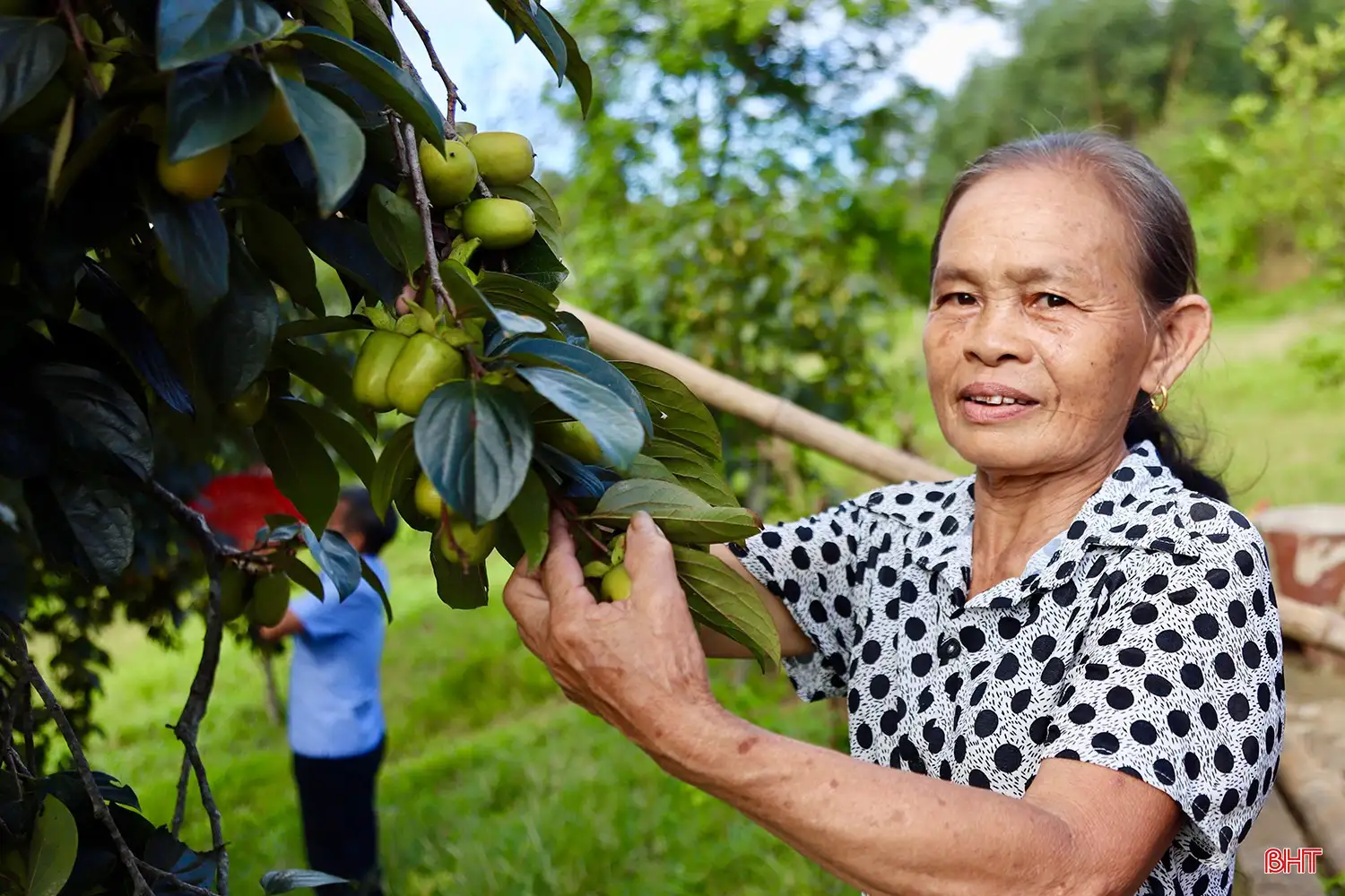 Loại quả “đặc sản” đạt OCOP của Hà Tĩnh vào mùa thu hoạch