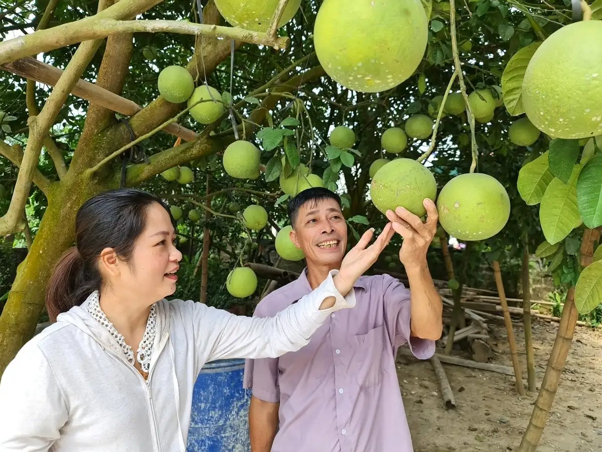 Mã số vùng trồng ‘mở cửa’ cho nông sản ra thế giới