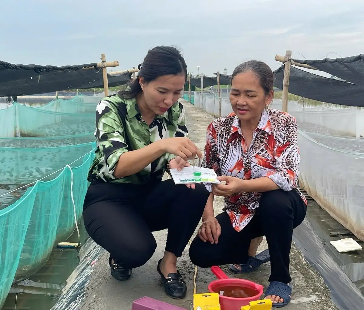Mô hình nuôi ếch VietGAP kết hợp cùng cá rô phi do Trung tâm Khuyến nông Hải Phòng triển khai giúp người nuôi nhân đôi thu nhập, giảm thiểu ô nhiễm.