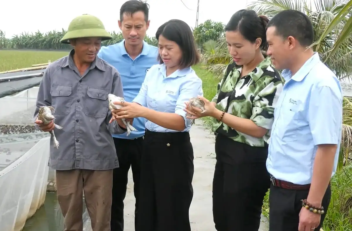 Mô hình nuôi ếch VietGAP kết hợp cùng cá rô phi do Trung tâm Khuyến nông Hải Phòng triển khai giúp người nuôi nhân đôi thu nhập, giảm thiểu ô nhiễm.