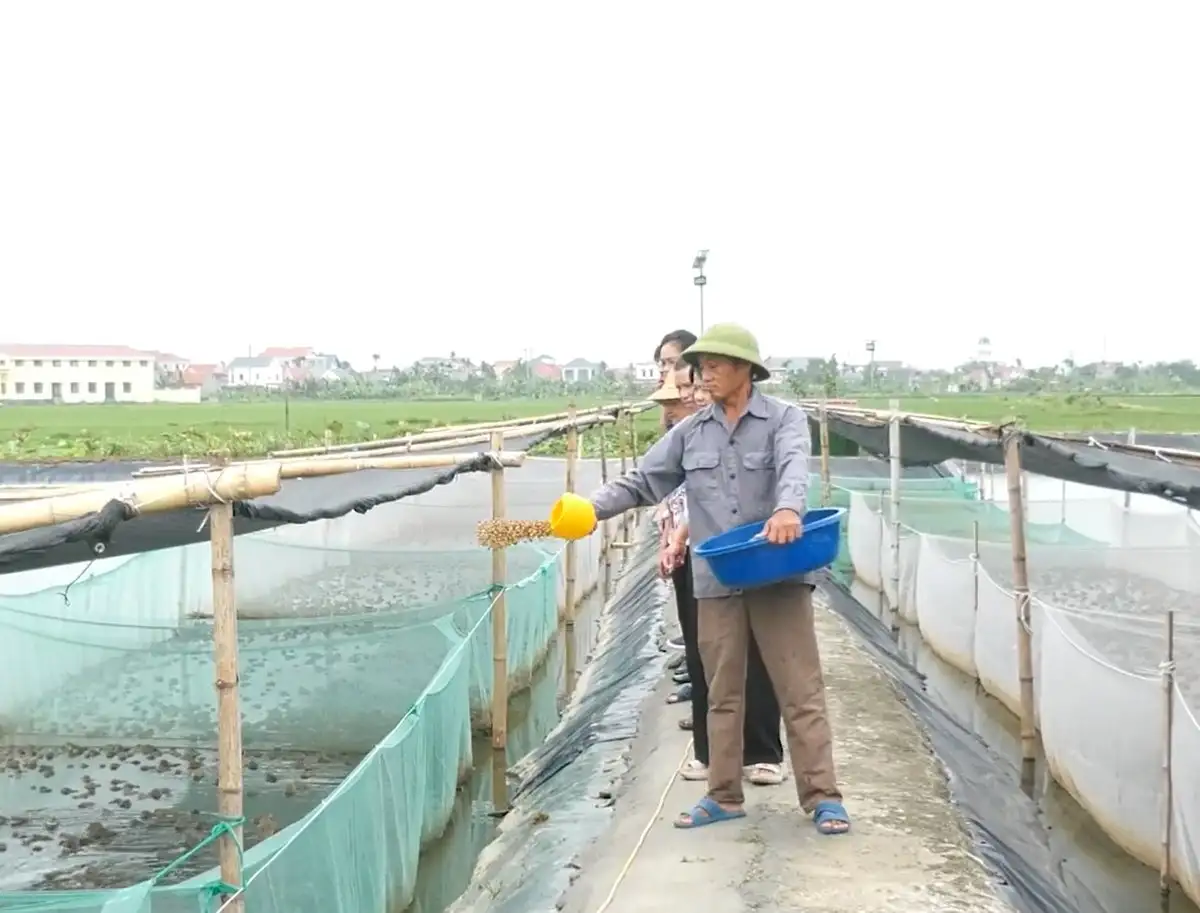 Mô hình nuôi ếch VietGAP kết hợp cùng cá rô phi do Trung tâm Khuyến nông Hải Phòng triển khai giúp người nuôi nhân đôi thu nhập, giảm thiểu ô nhiễm.