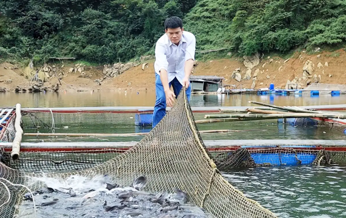 Mô hình trồng dược liệu, nuôi thủy sản tiền tỷ &#8216;đua nở&#8217; trong nông thôn mới tỉnh Lai Châu
