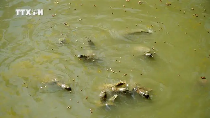 Một loài đặc sản tối ngày lặn ngụp dưới ao, nuôi thành công ở Kiên Giang, hễ bắt bán là hút hàng