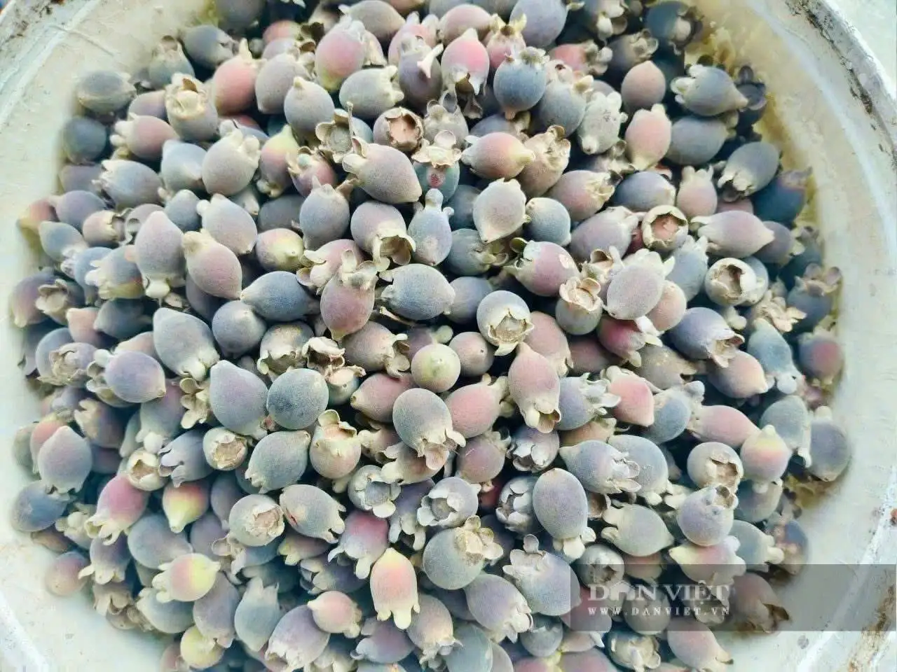 Một người quê Nghệ An biến quả dại- đặc sản Phú Quốc-Kiên Giang, nay là tỉnh An Giang thành sản phẩm đạt 3 sao OCOP