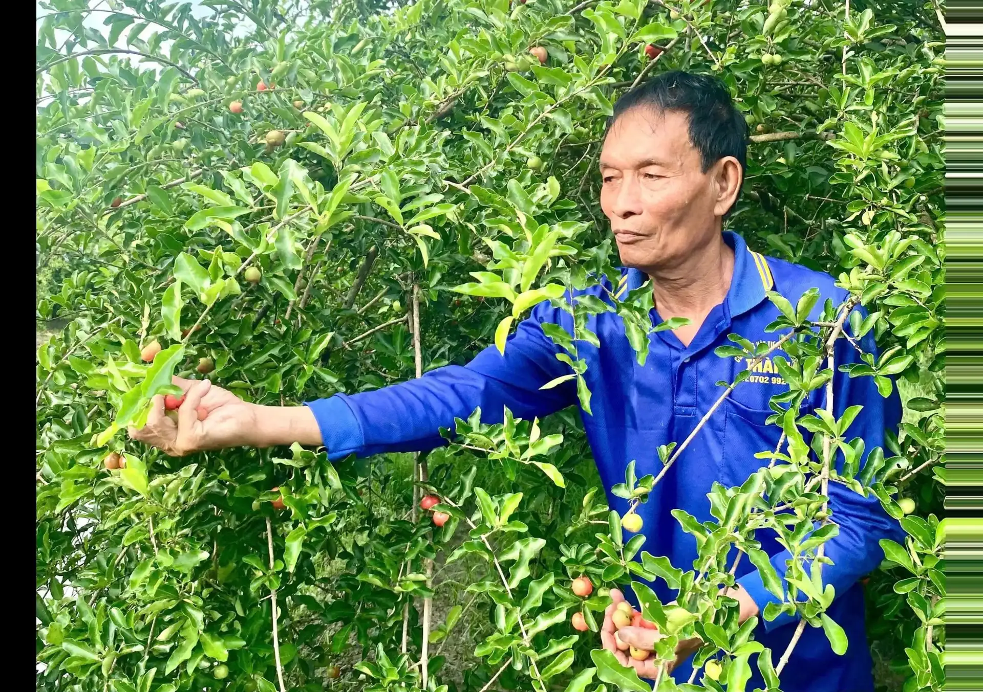 Một nông dân Cần Thơ bỏ túi 300 triệu nhờ trồng sơ ri, nuôi ốc bươu đen