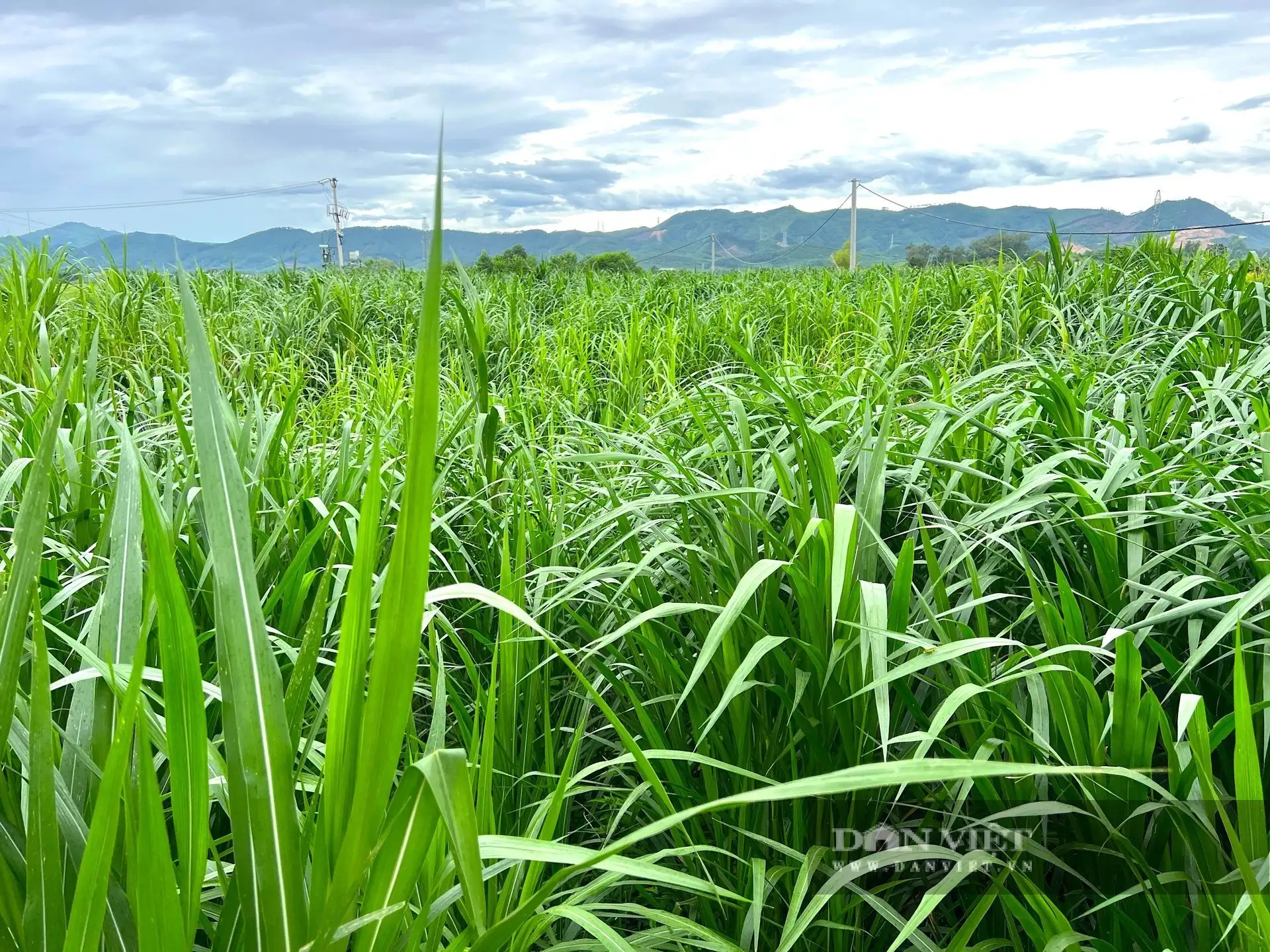Một nông dân Hà Tĩnh giàu hẳn lên nhờ nghề nuôi bò vỗ béo, người ta đang đến xem