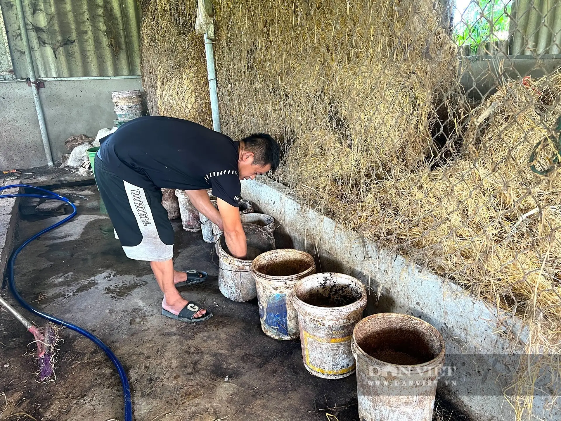 Một nông dân Hà Tĩnh giàu hẳn lên nhờ nghề nuôi bò vỗ béo, người ta đang đến xem