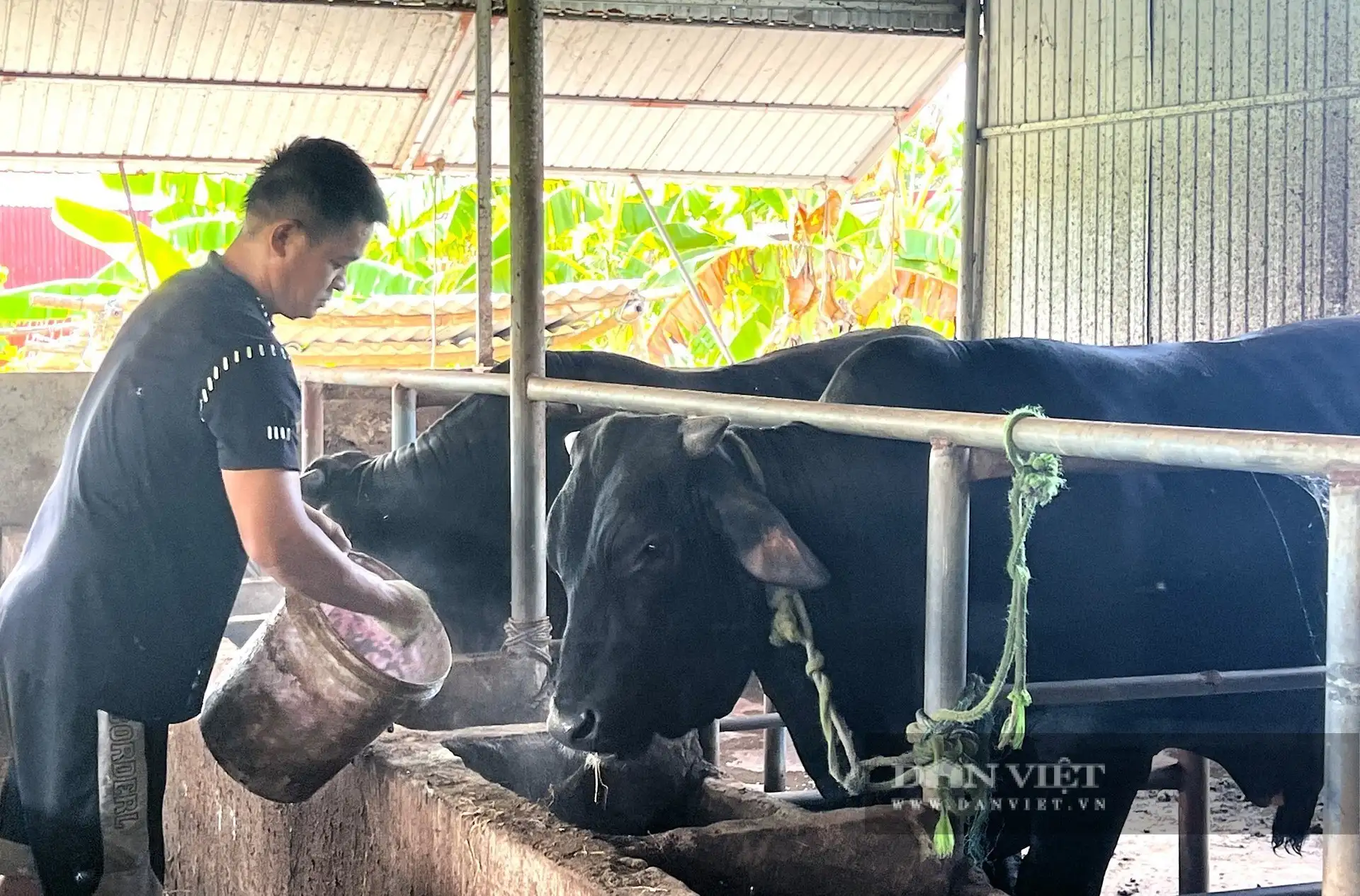 Một nông dân Hà Tĩnh giàu hẳn lên nhờ nghề nuôi bò vỗ béo, người ta đang đến xem