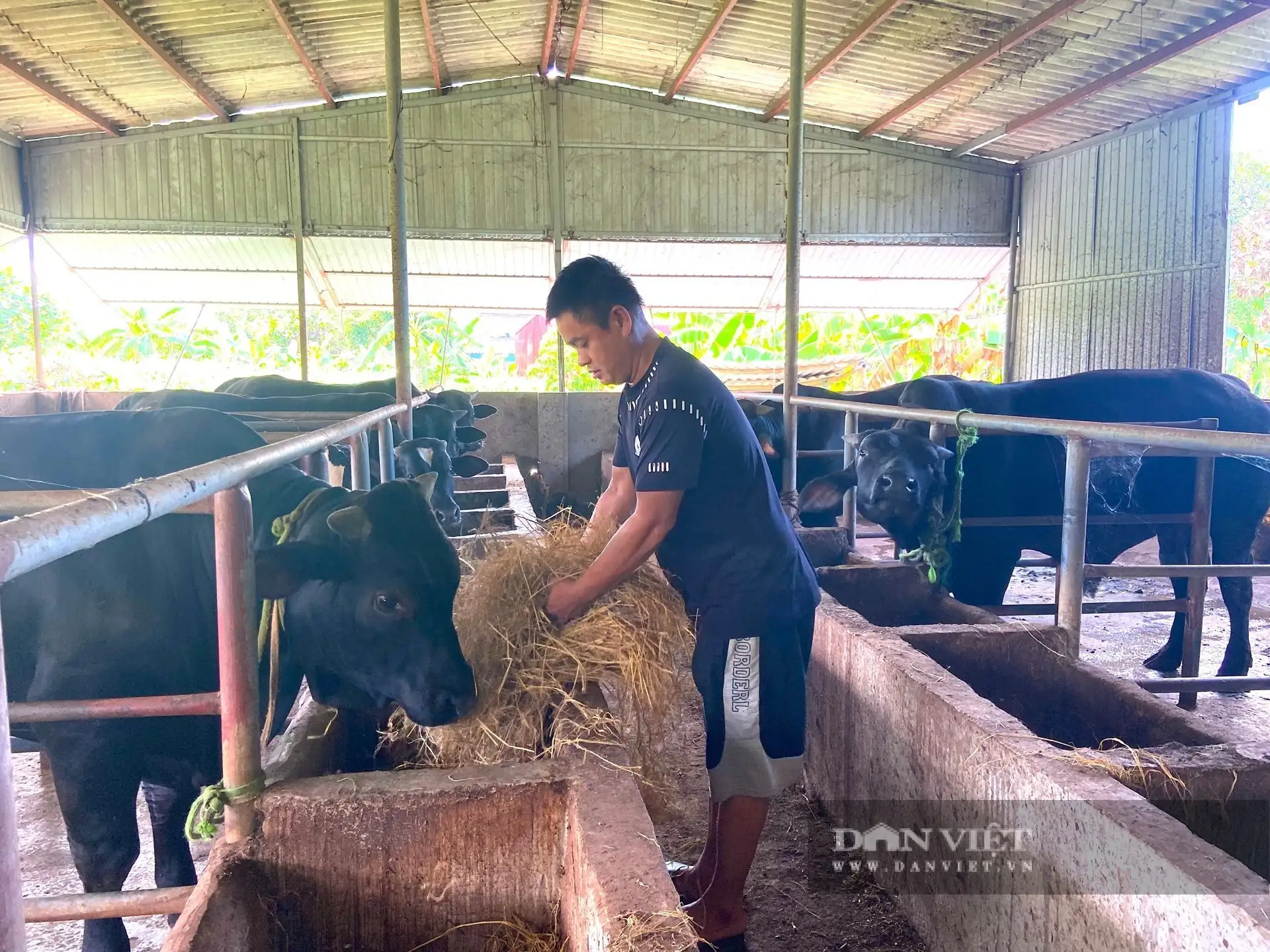 Một nông dân Hà Tĩnh giàu hẳn lên nhờ nghề nuôi bò vỗ béo, người ta đang đến xem