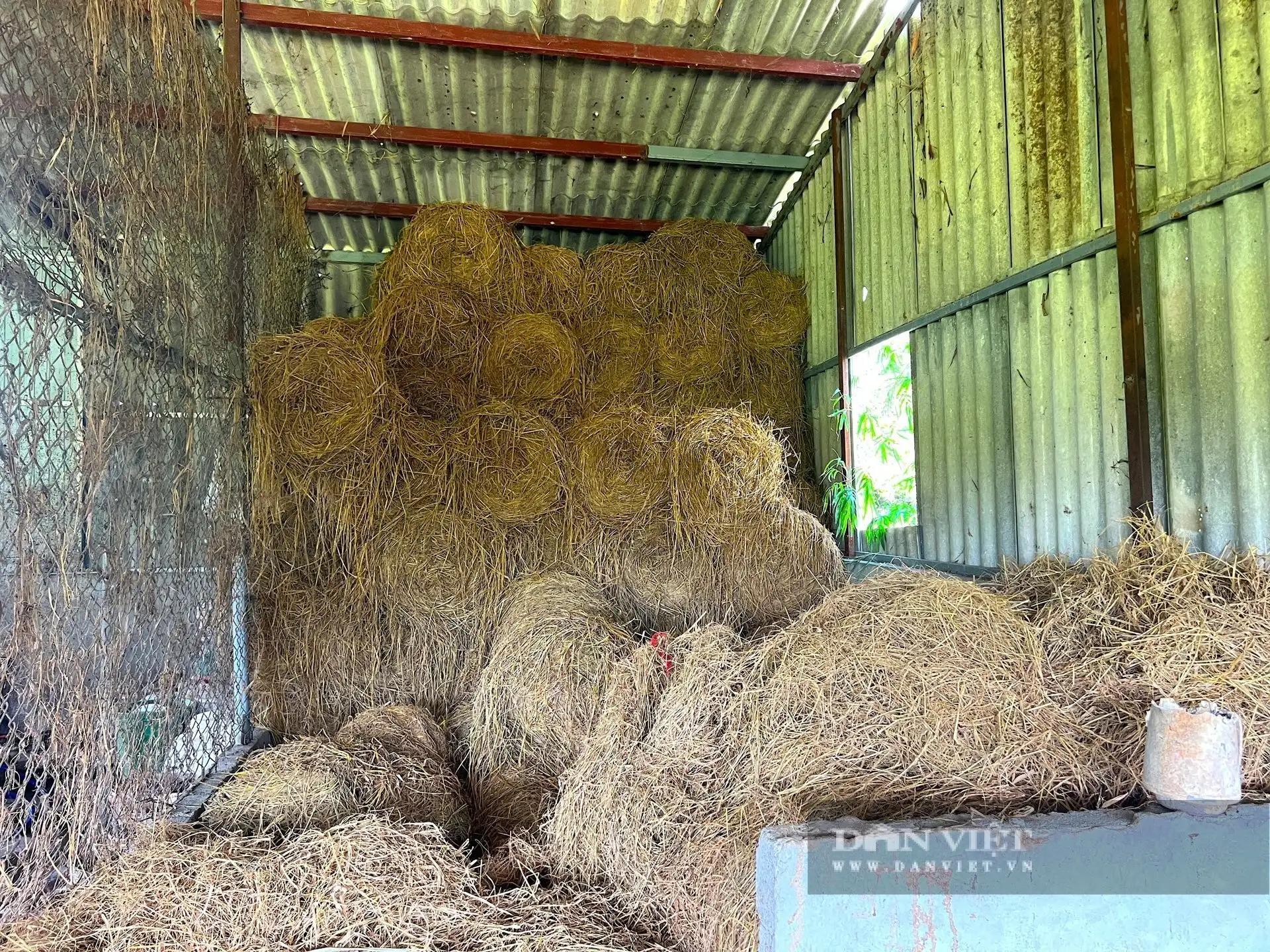 Một nông dân Hà Tĩnh giàu hẳn lên nhờ nghề nuôi bò vỗ béo, người ta đang đến xem