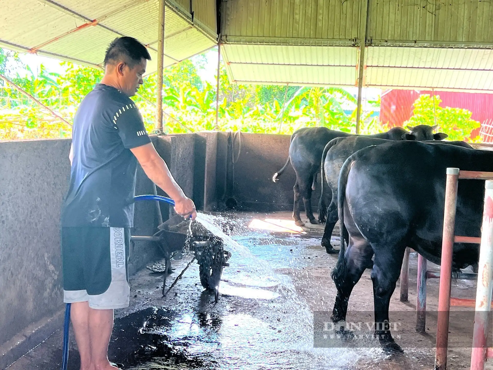 Một nông dân Hà Tĩnh giàu hẳn lên nhờ nghề nuôi bò vỗ béo, người ta đang đến xem
