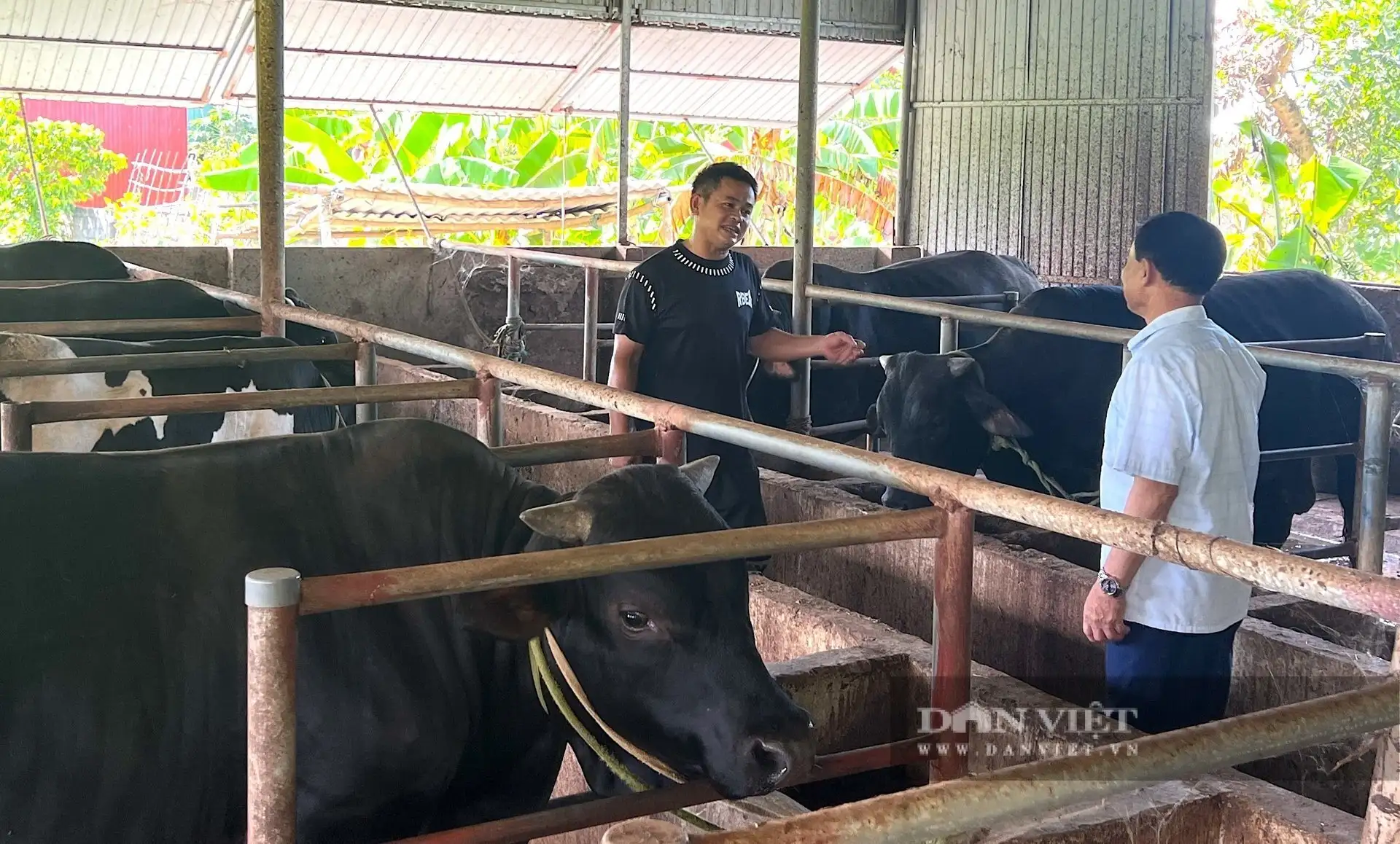 Một nông dân Hà Tĩnh giàu hẳn lên nhờ nghề nuôi bò vỗ béo, người ta đang đến xem