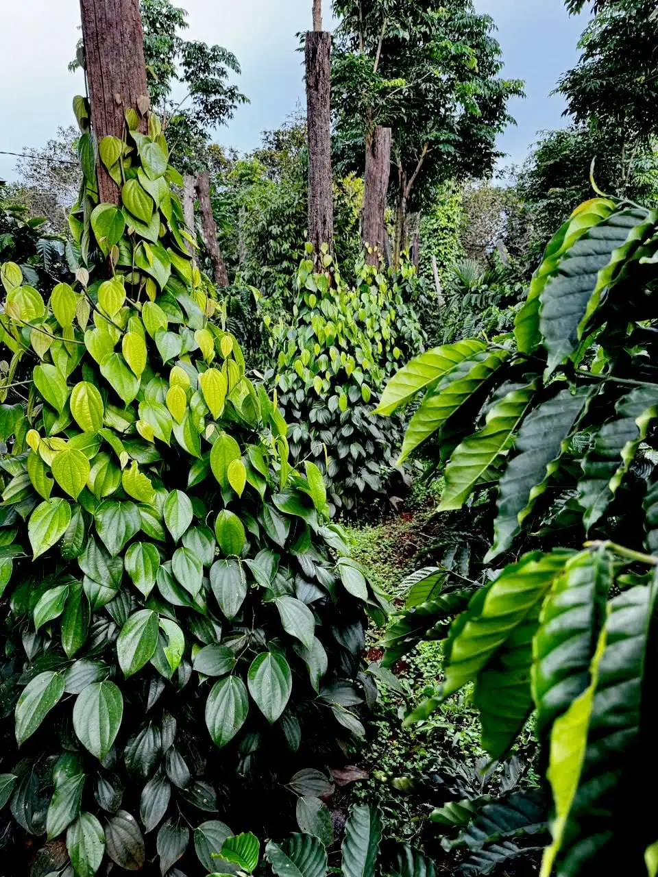 Một nông dân ở Lâm Đồng sở hữu vườn tiêu sai lúc lỉu, vừa được Sở Nông nghiệp và Môi trường công nhận cây đầu dòng