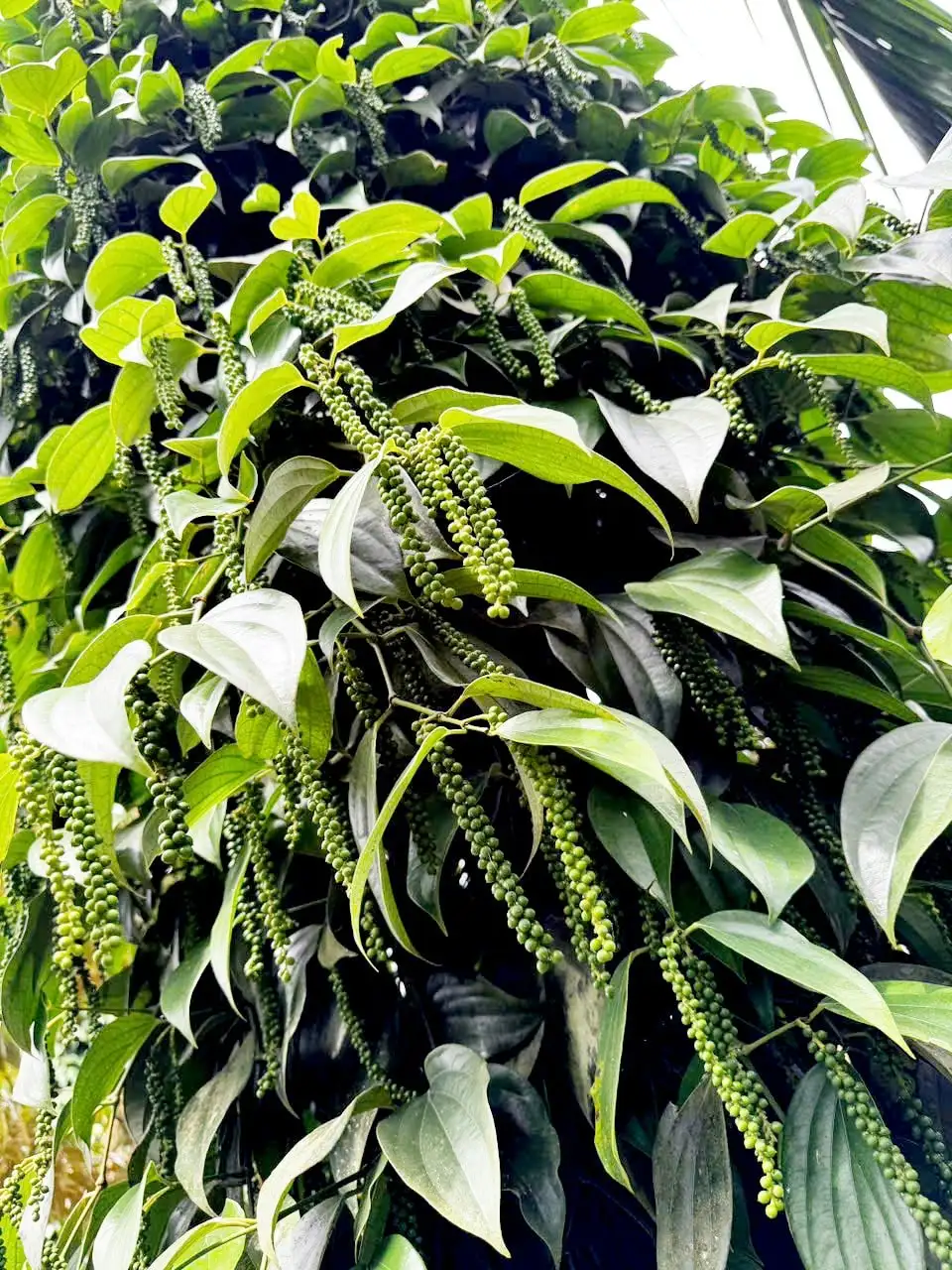 Một nông dân ở Lâm Đồng sở hữu vườn tiêu sai lúc lỉu, vừa được Sở Nông nghiệp và Môi trường công nhận cây đầu dòng