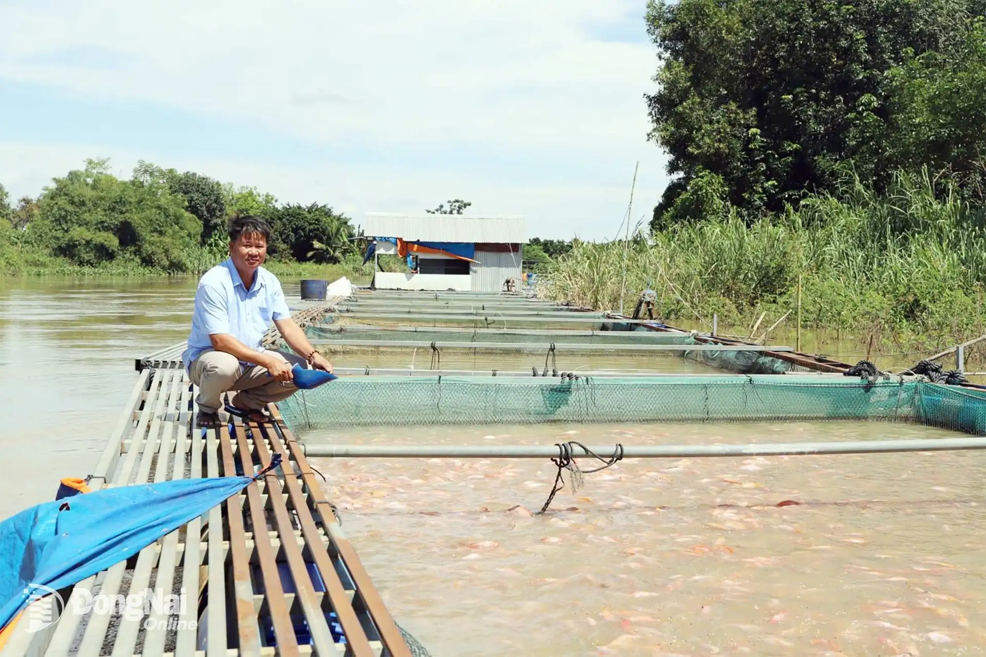 Một ông nông dân đại gia, tỷ phú nuôi cá đặc sản mật độ dày trên sông La Ngà, tỉnh Đồng Nai, bán 2.000 tấn/năm