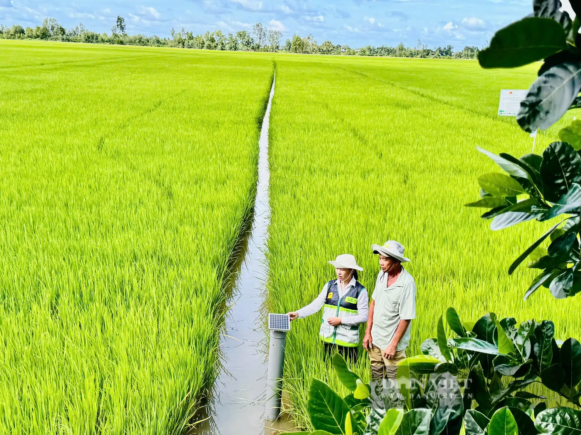 Một tổ khuyến nông cộng đồng ở An Giang tiếp sức cho nông dân làm lúa chất lượng cao, giảm phát thải