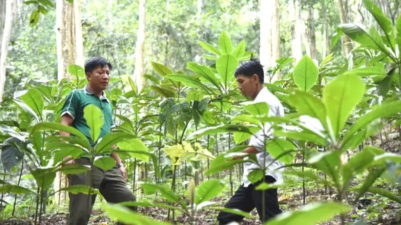 Nâng cao giá trị các dược liệu quý