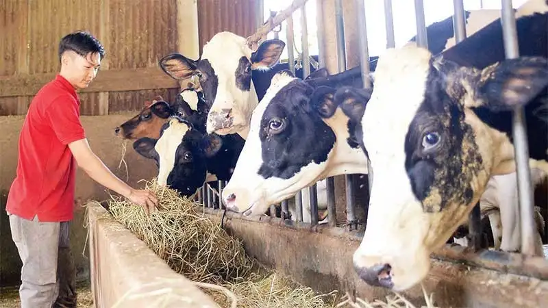 Ngành chăn nuôi bò sữa cần xây dựng chuỗi liên kết bền vững để vượt khó