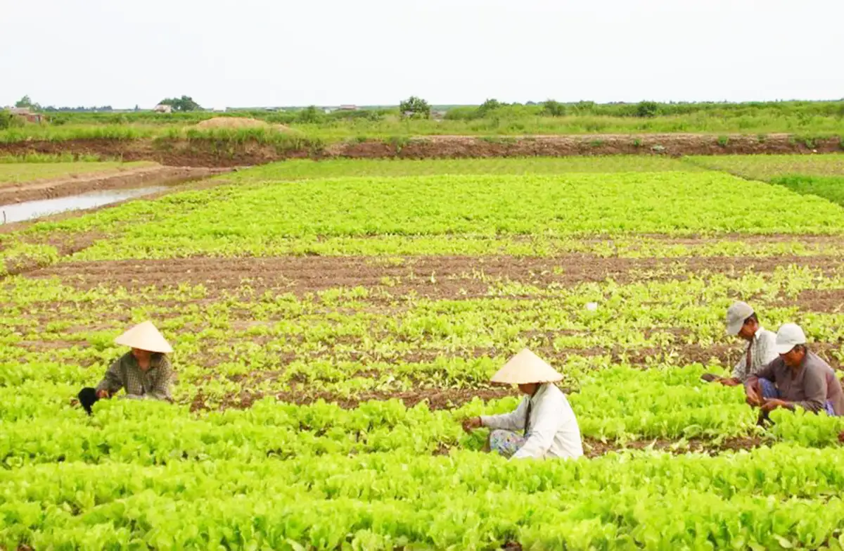 Ngôi sao nông thôn mới tỉnh Cà Mau
