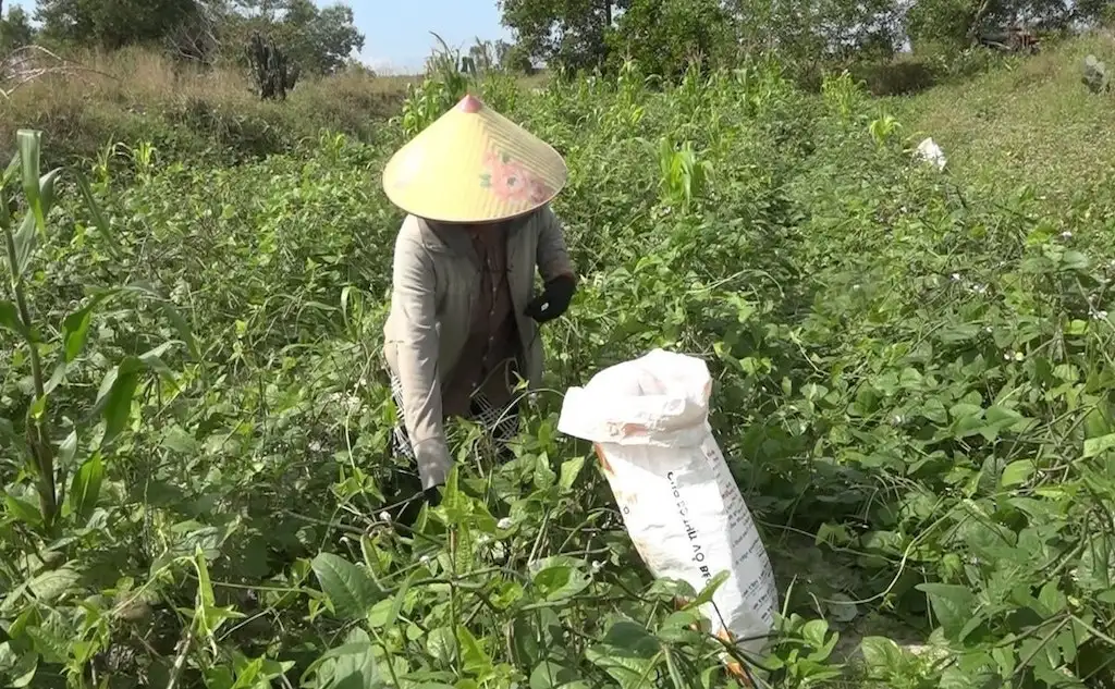 Người dân Ba Lòng cùng HTX nâng giá trị nông sản bằng sản phẩm OCOP