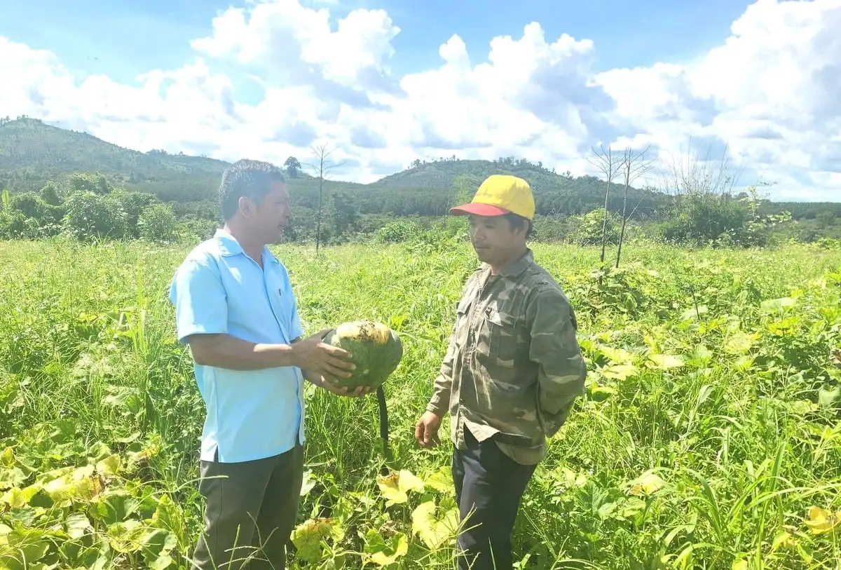 Người trồng bí đỏ lao đao vì mất mùa, rớt giá