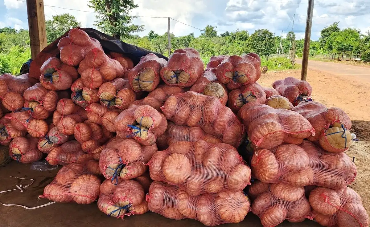 Người trồng bí đỏ lao đao vì mất mùa, rớt giá