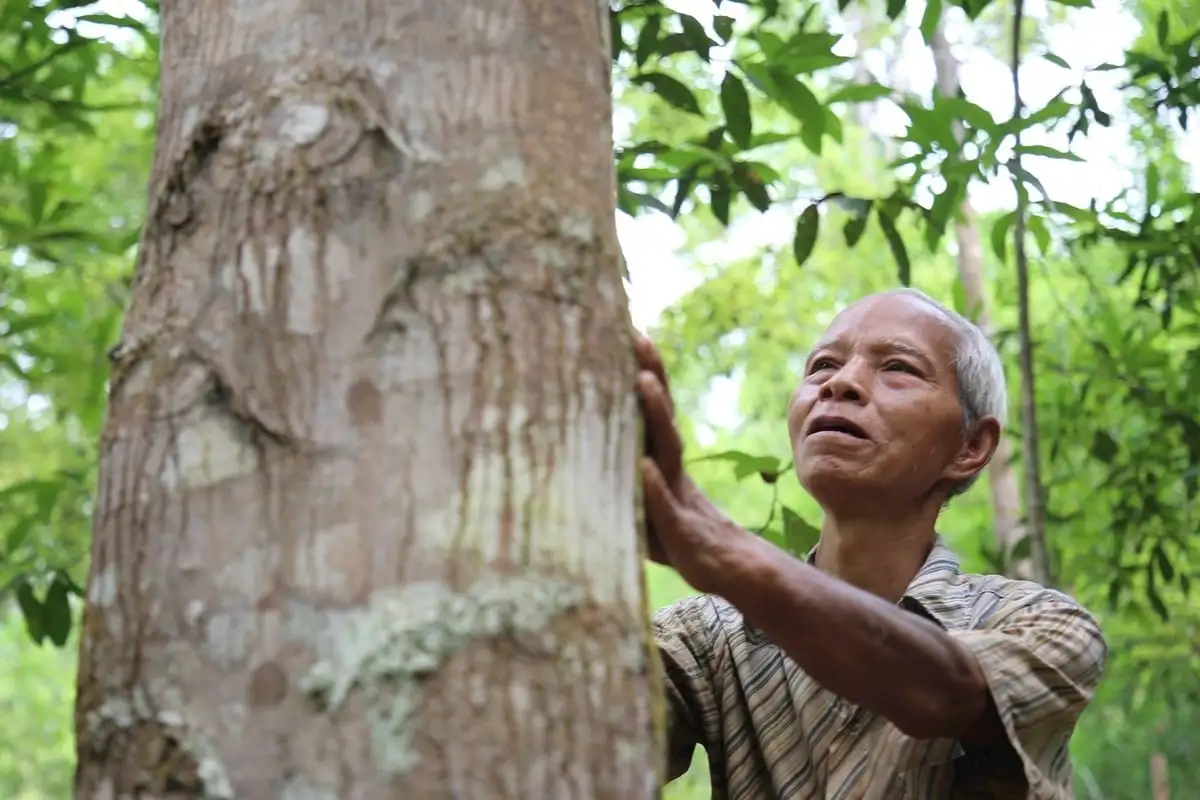 &#8216;Nhân lên&#8217; những cánh rừng gỗ lớn