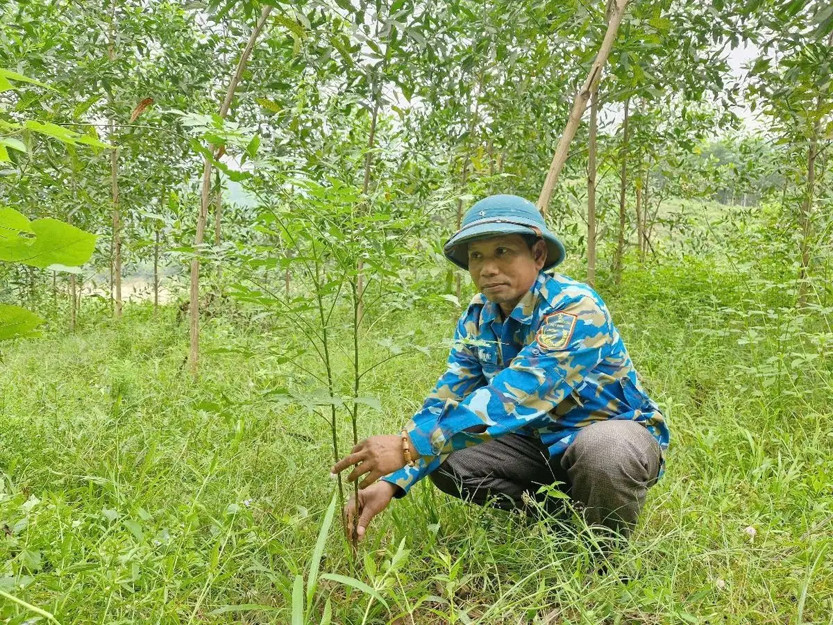 ‘Nhân lên’ những cánh rừng gỗ lớn