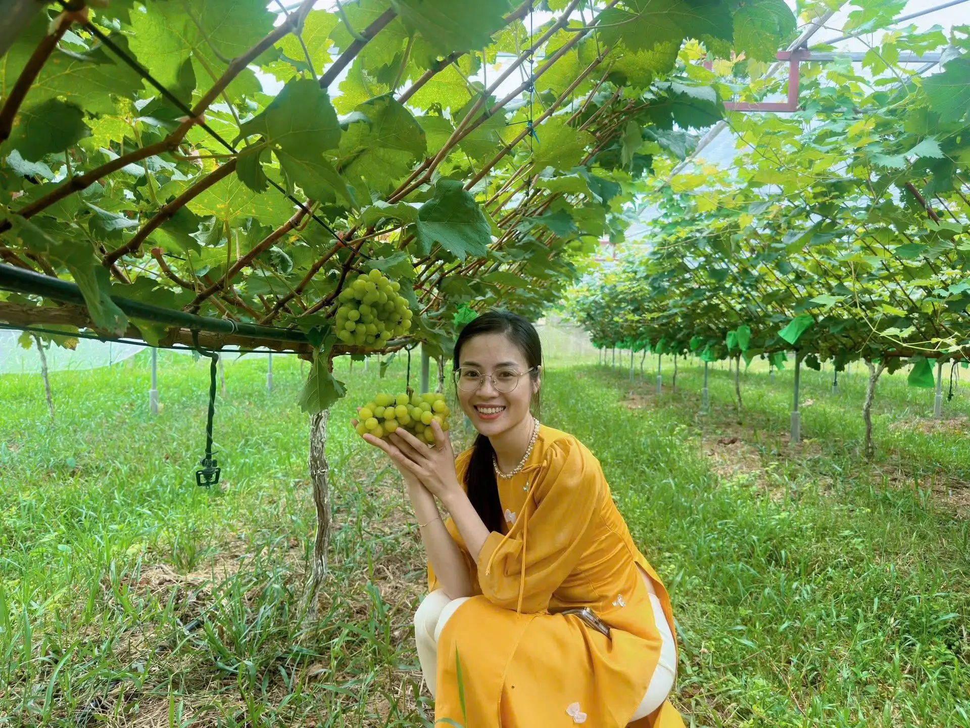 &#8216;Nho quý tộc&#8217; trĩu quả trên đất đồi cằn