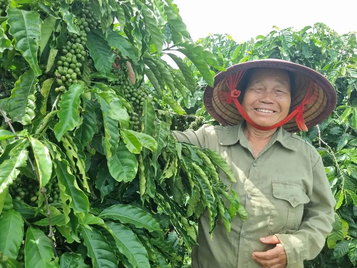 Những giống mới nâng tầm cây cà phê