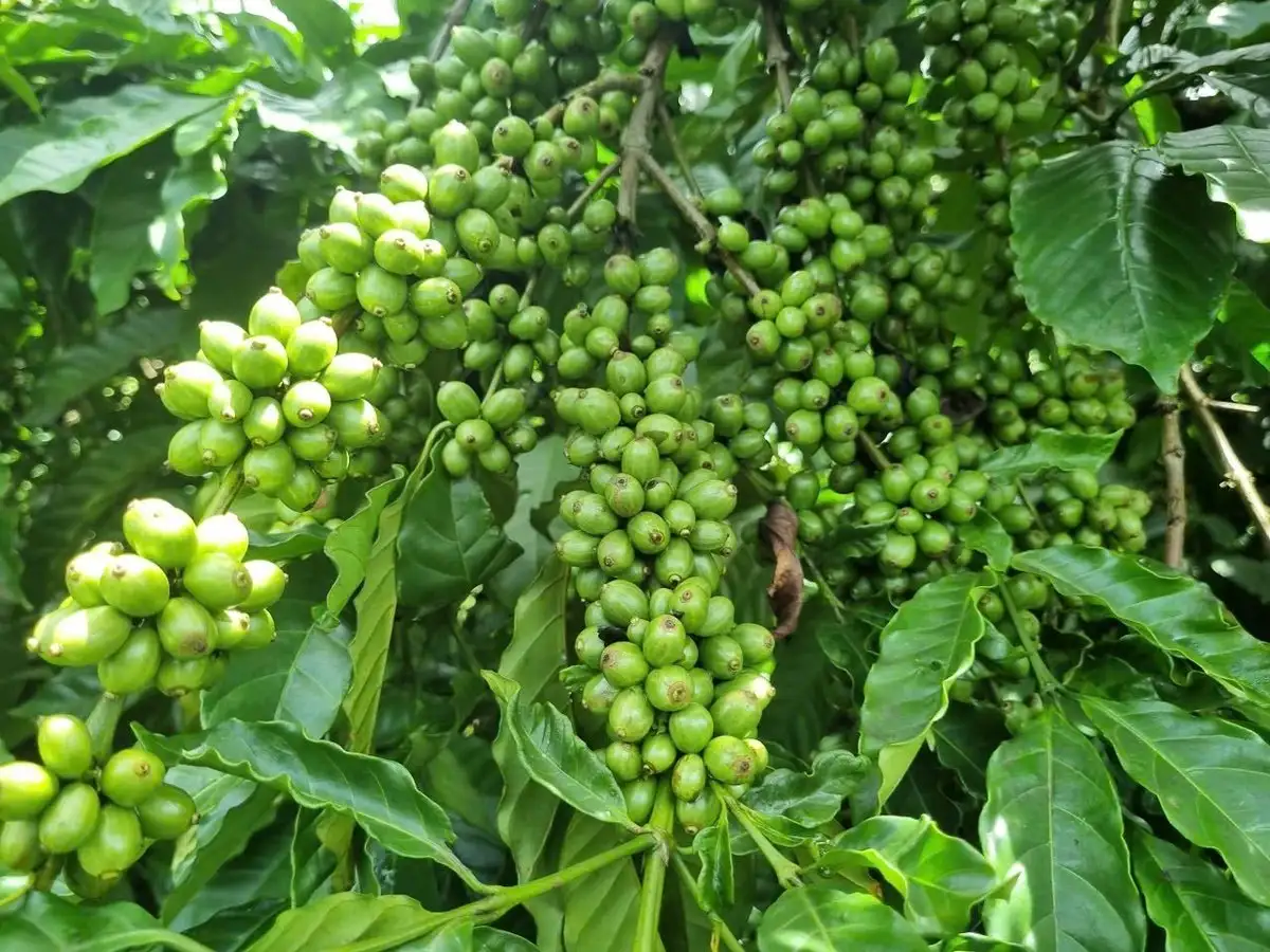 Những giống mới nâng tầm cây cà phê