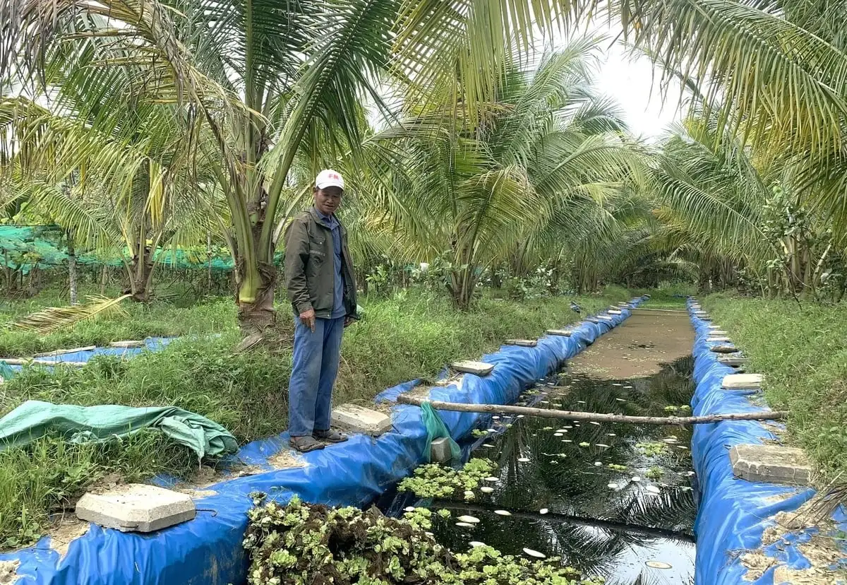 Những mô hình chăn nuôi chi phí thấp hiệu quả cao