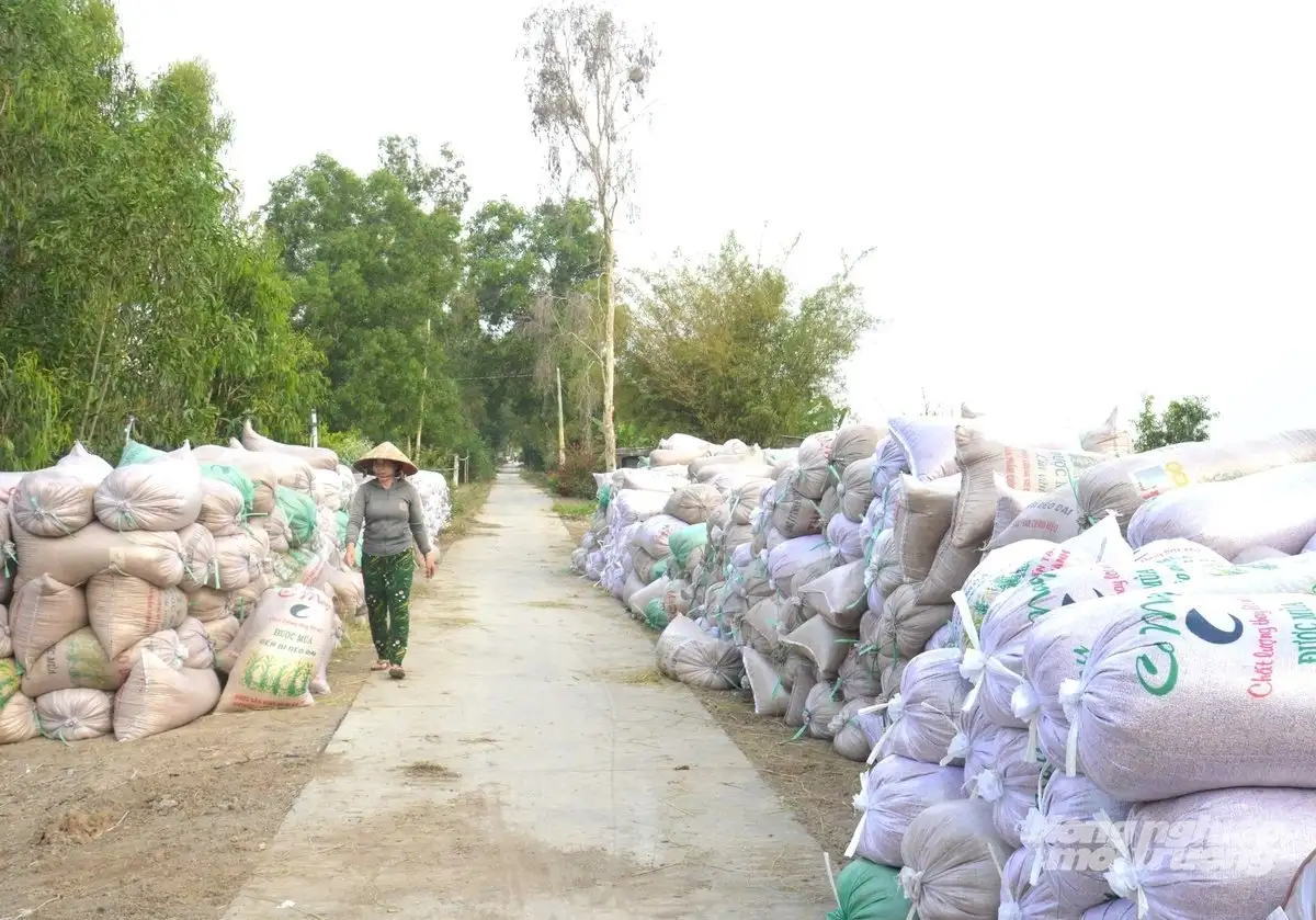 Nông dân đối mặt áp lực tiêu thụ lúa gạo trước bối cảnh giá lúa giảm