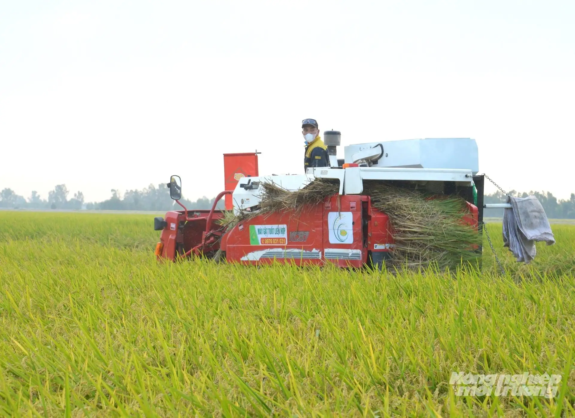 Nông dân đối mặt áp lực tiêu thụ lúa gạo trước bối cảnh giá lúa giảm