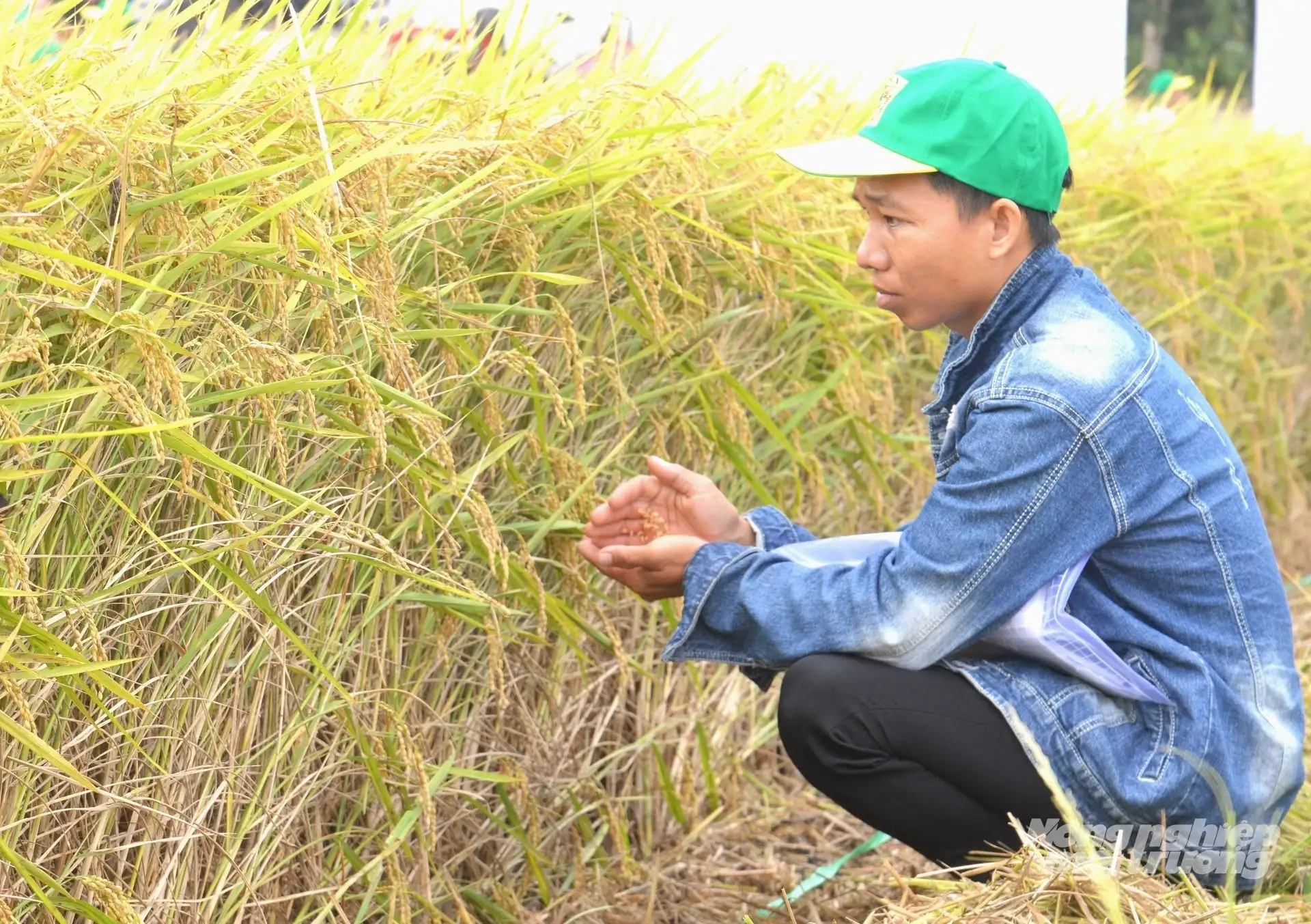 Nông dân đối mặt áp lực tiêu thụ lúa gạo trước bối cảnh giá lúa giảm