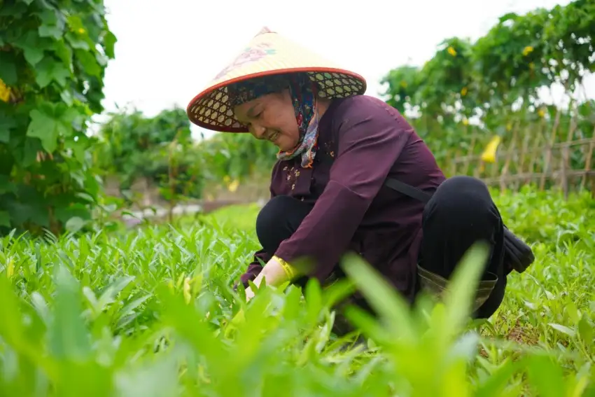 Nông dân kết hợp canh tác với du lịch: Tạo đòn bẩy nâng giá trị nông nghiệp 
