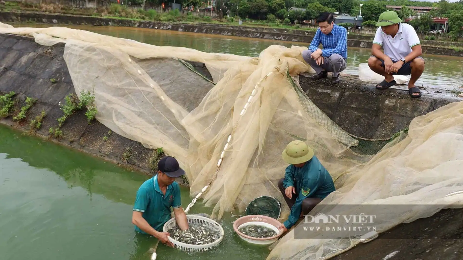 Nông dân Lào Cai mách nhau bí quyết nuôi cá lớn nhanh, ít bệnh, đâu còn lo mua phải cá giống trôi nổi, &#8220;dặt dẹo&#8221;