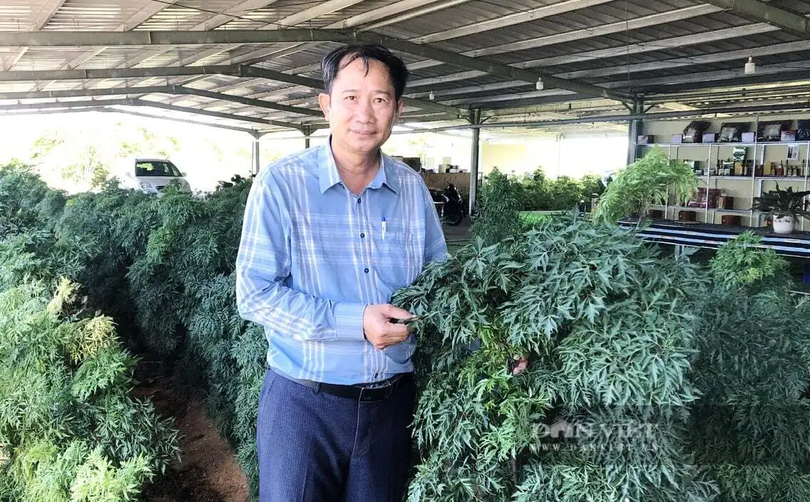 Nông dân tỉnh Khánh Hòa mới, liên kết với doanh nghiệp trồng cây dược liệu, tạo ra sản phẩm ngon, đạt sao OCOP
