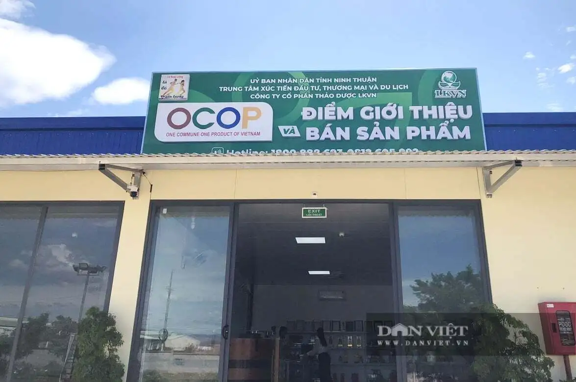 Nông dân tỉnh Khánh Hòa mới, liên kết với doanh nghiệp trồng cây dược liệu, tạo ra sản phẩm ngon, đạt sao OCOP