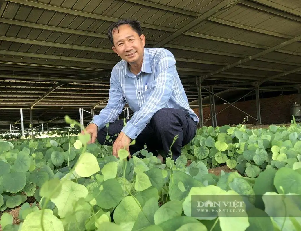 Nông dân tỉnh Khánh Hòa mới, liên kết với doanh nghiệp trồng cây dược liệu, tạo ra sản phẩm ngon, đạt sao OCOP