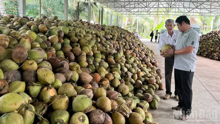 Nông dân Vĩnh Long khấm khá nhờ trồng dừa