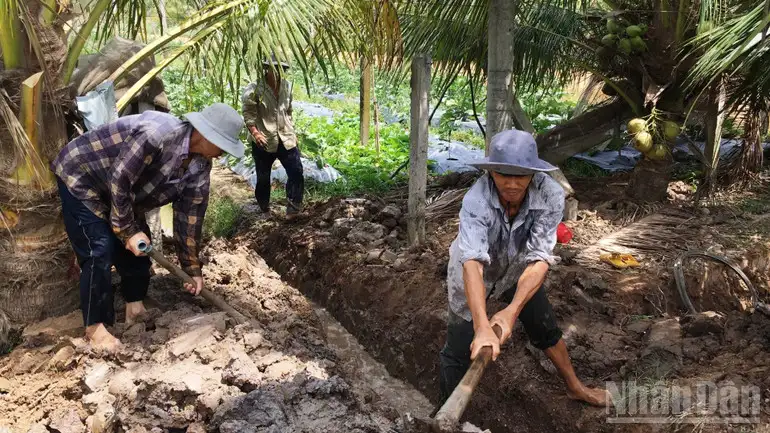 Nông dân Vĩnh Long khấm khá nhờ trồng dừa