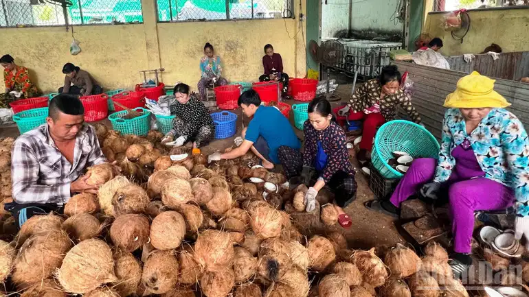 Nông dân Vĩnh Long khấm khá nhờ trồng dừa