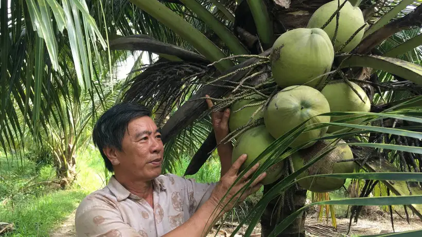 Nông dân Vĩnh Long khấm khá nhờ trồng dừa
