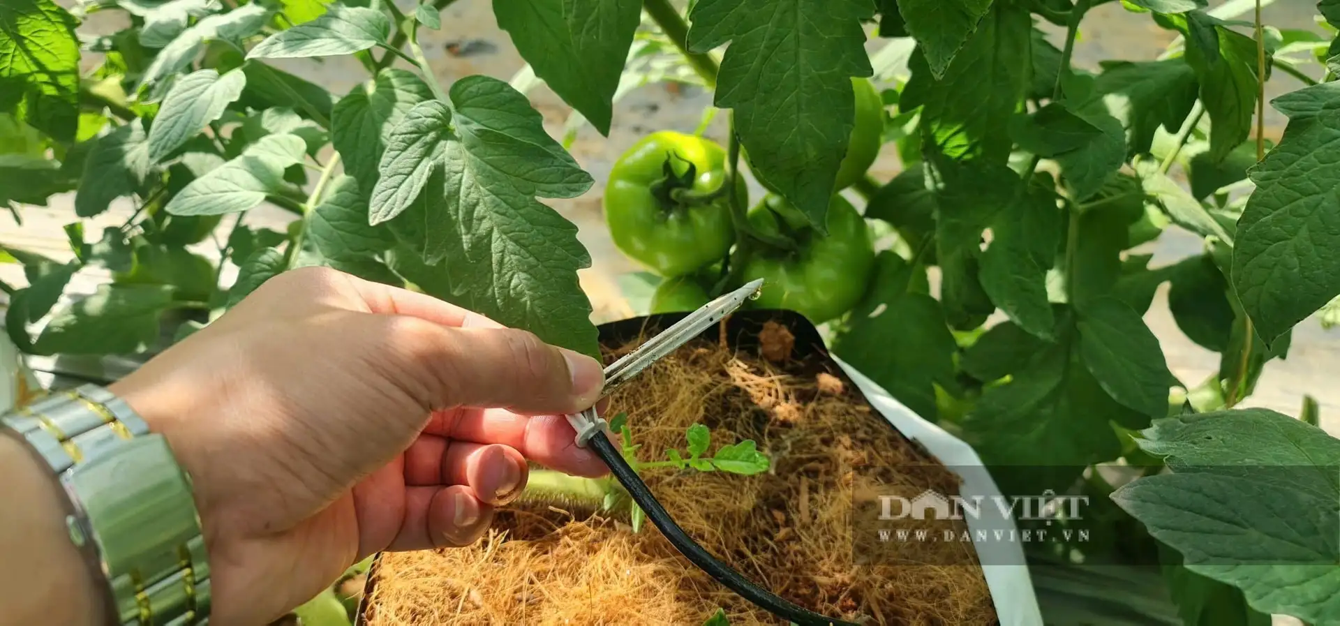 Nông nghiệp công nghệ cao Lâm Đồng, nông dân tưới rau, chăm hoa mà chả phải ra vườn nhờ chuyển đổi số