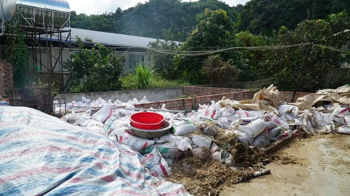 Nuôi bò tập trung loay hoay vì giá bấp bênh